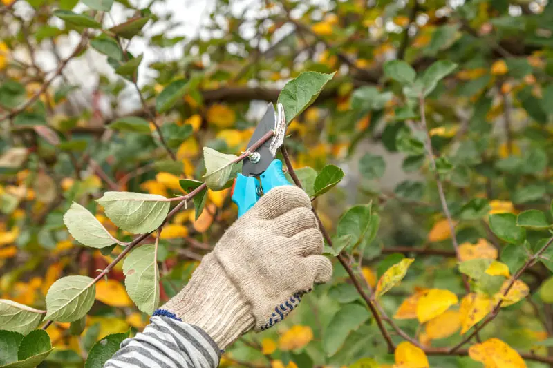 Les meilleures pratiques pour la taille des arbres fruitiers en automne