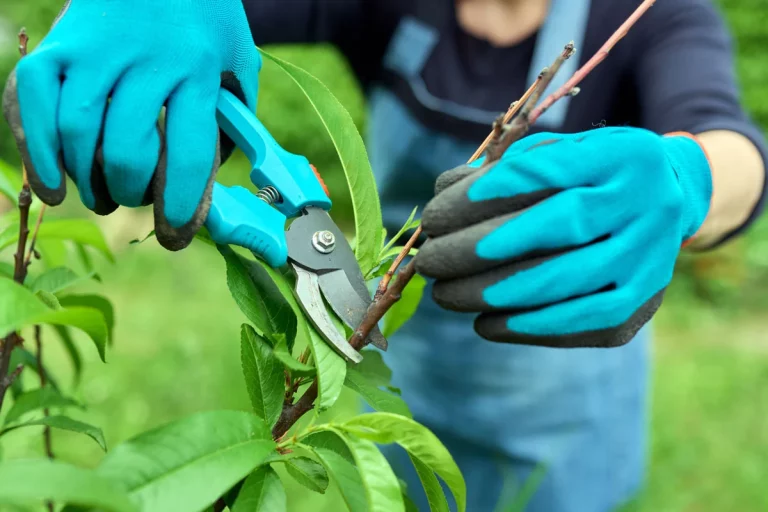 7 gestes essentiels pour réussir la taille de vos arbustes avant l'hiver au jardin