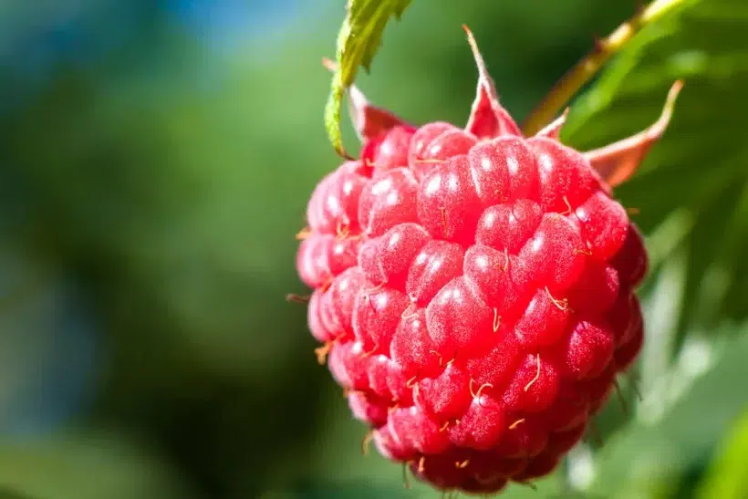 Framboisier : découvrez les secrets d'une taille réussie au jardin