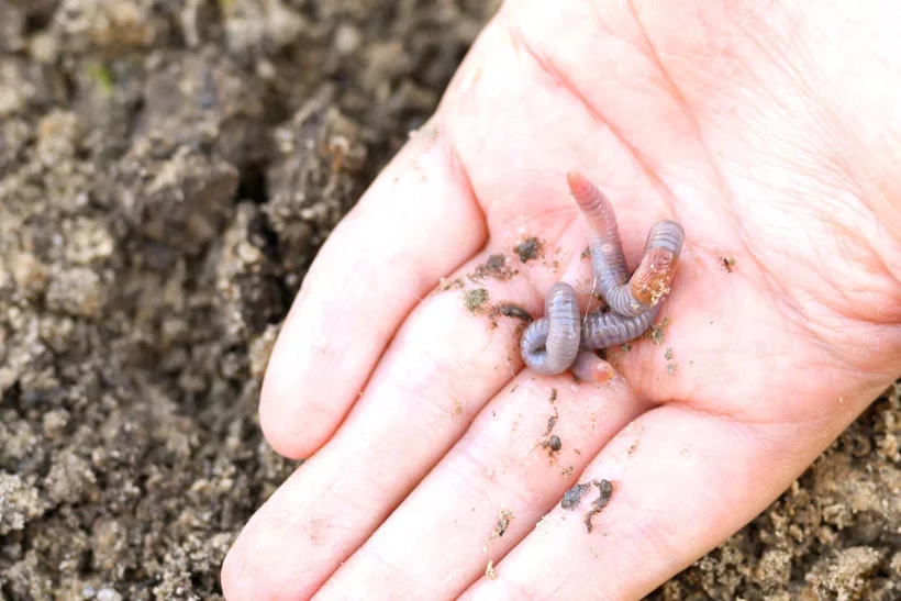 Quelle est l'utilité des vers de terre dans votre compost ?