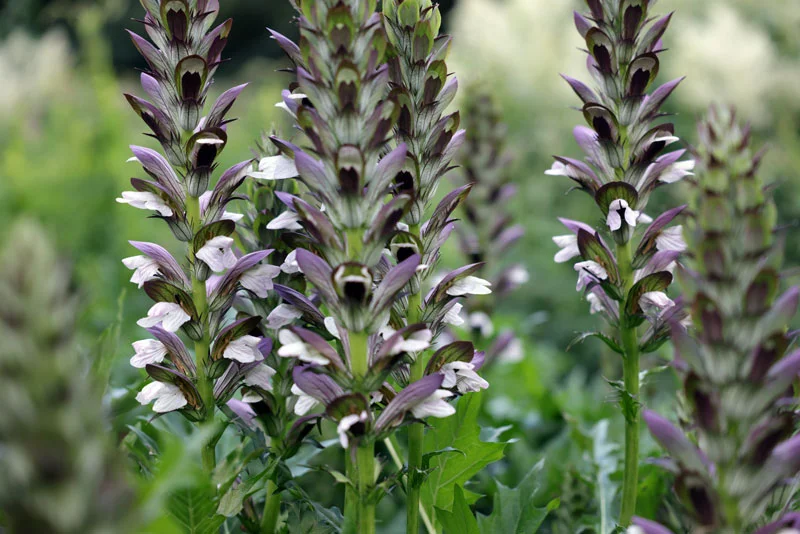 L'Acanthus Mollis est une autre excellente option pour un jardin haut