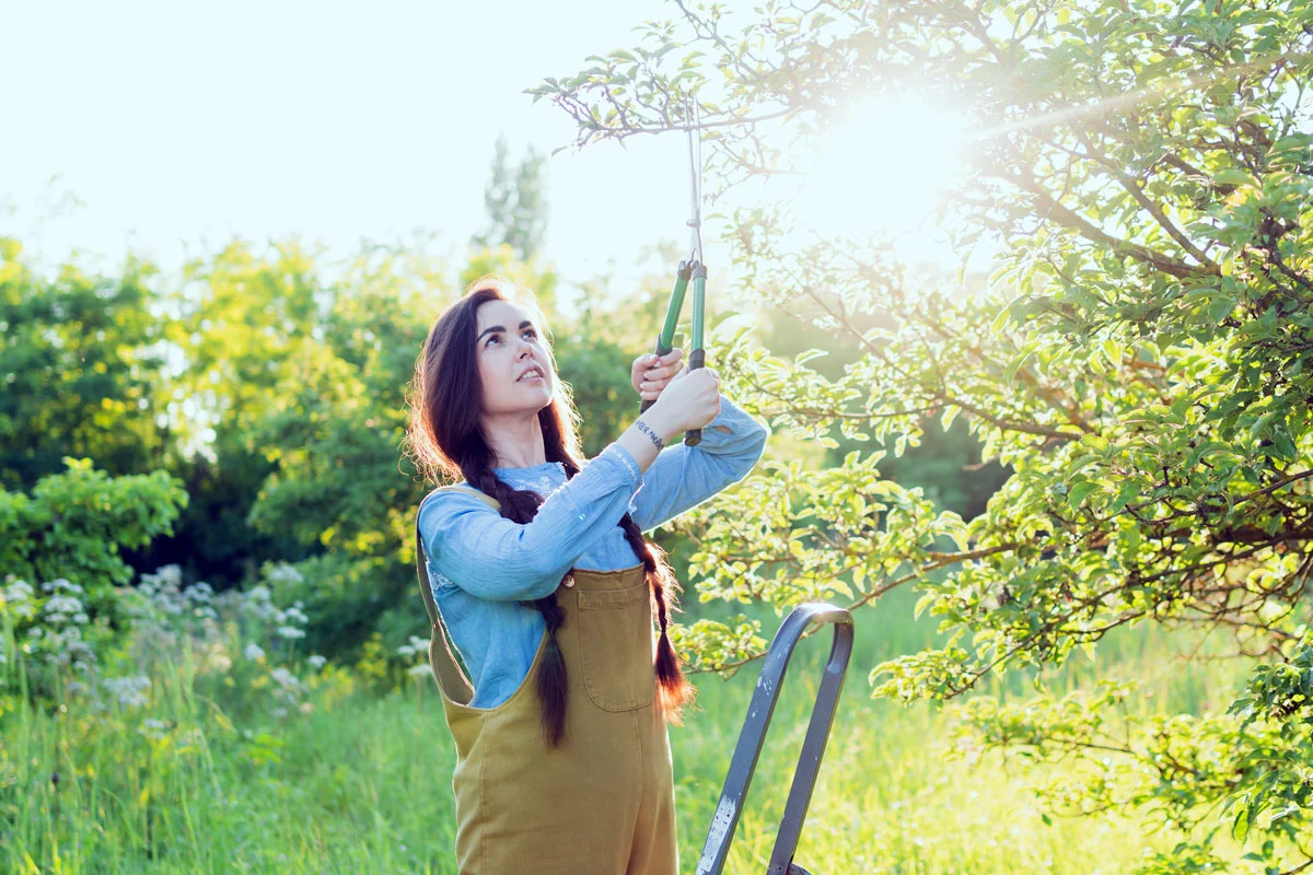 Réparez une branche d'arbre cassée facilement : mes conseils étape par étape