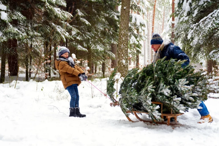 Choisir votre sapin de Noël : comment bien choisir le sapin qui vous convient ?