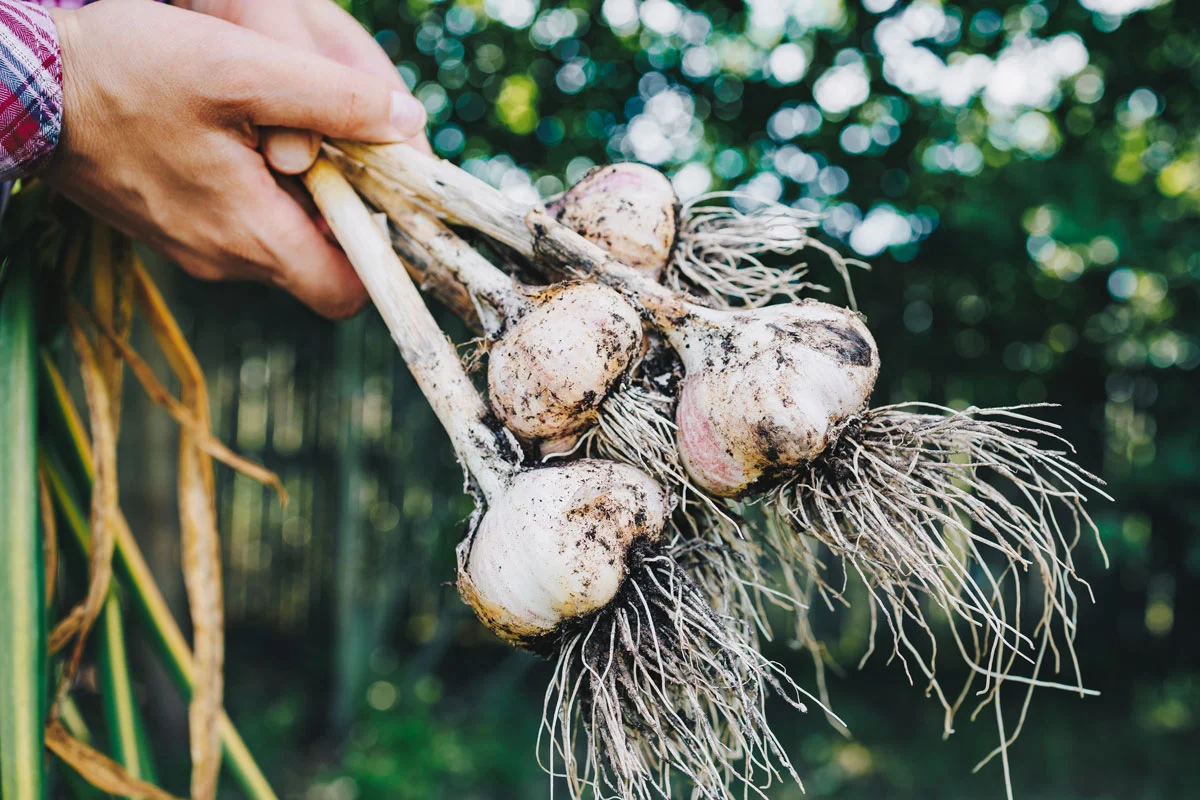 Secret de jardinage : l'ail - le garde du corps de vos arbres fruitiers