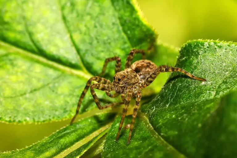 Des araignées à la maison ? Ces 5 choses pourraient en être la cause