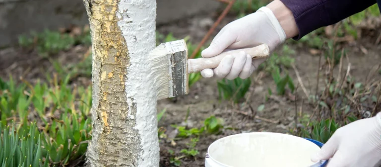 N'oubliez pas de protégez vos fruitiers avec la technique du chaulage