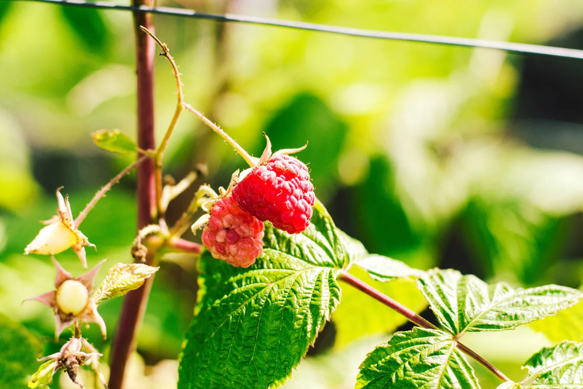 Cultiver des framboises dans votre jardin : voici les conseils d'une pépiniériste