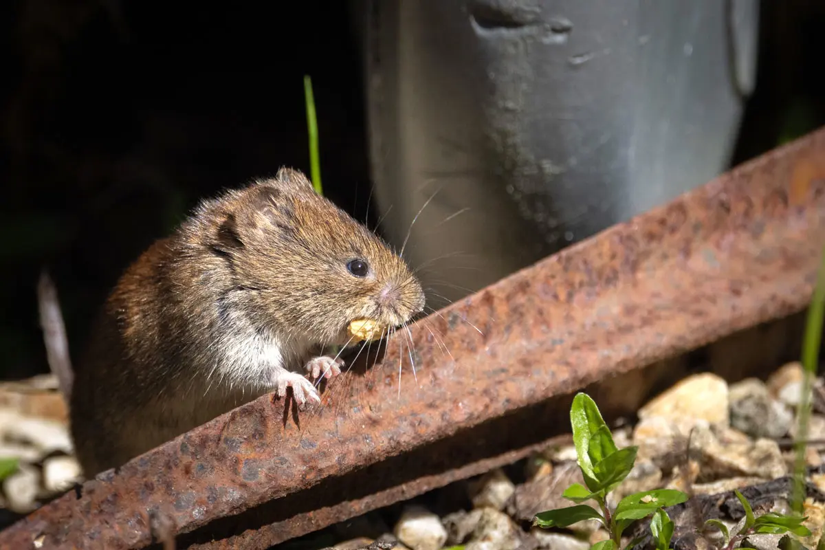 Comment éliminer les campagnols naturellement de votre jardin ?