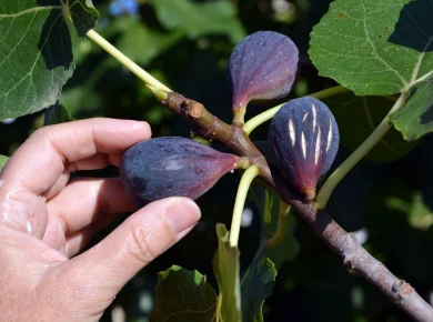 Quel entretien pour vos figuiers en novembre dans votre jardin ?