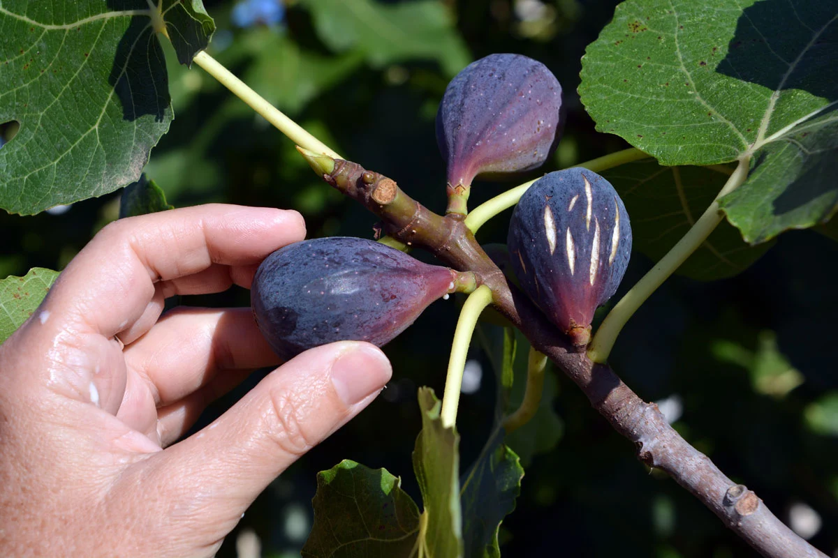 Quel entretien pour vos figuiers en novembre dans votre jardin ?