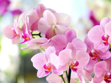 Comment garder vos orchidées magnifiques en novembre ?
