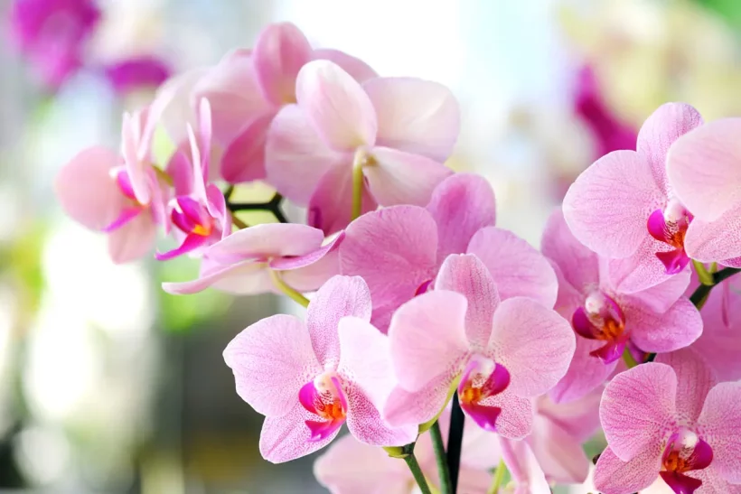 Comment garder vos orchidées magnifiques en novembre ?