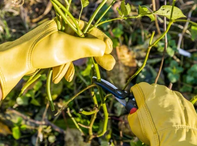 Comment protéger les roses de votre jardin des premières gelées de l'hiver ?