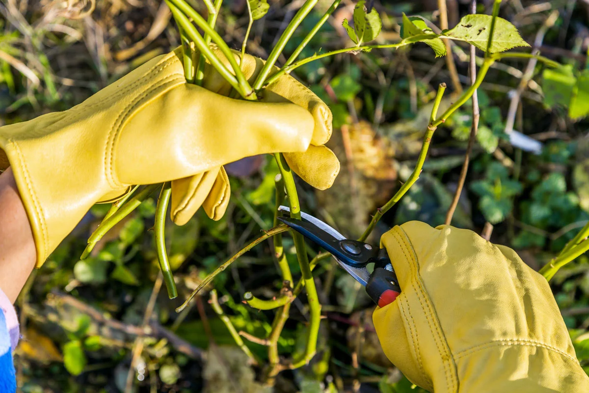 Comment protéger les roses de votre jardin des premières gelées de l'hiver ?