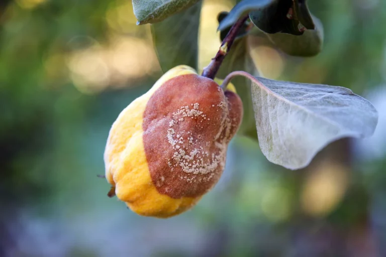 Pourquoi vous ne devez pas cueillir les fruits pourris de vos arbres