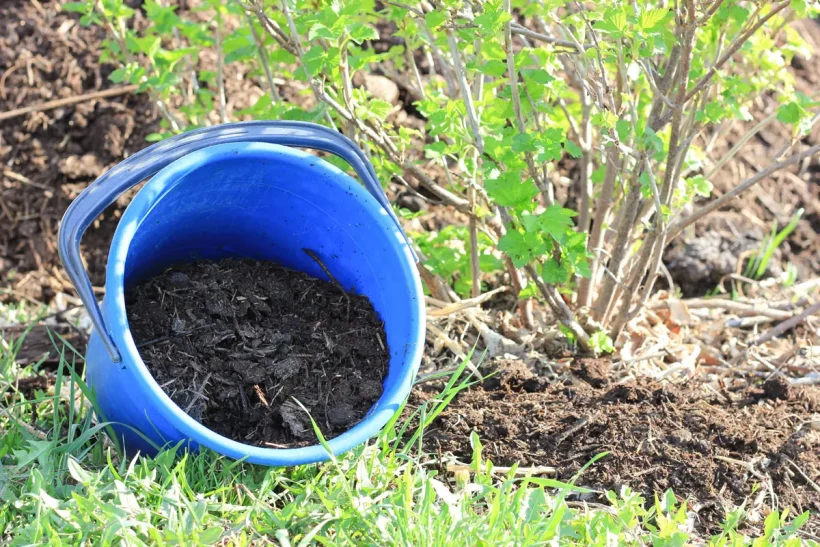 Fumier de cheval : l'astuce insoupçonnée pour un potager florissant