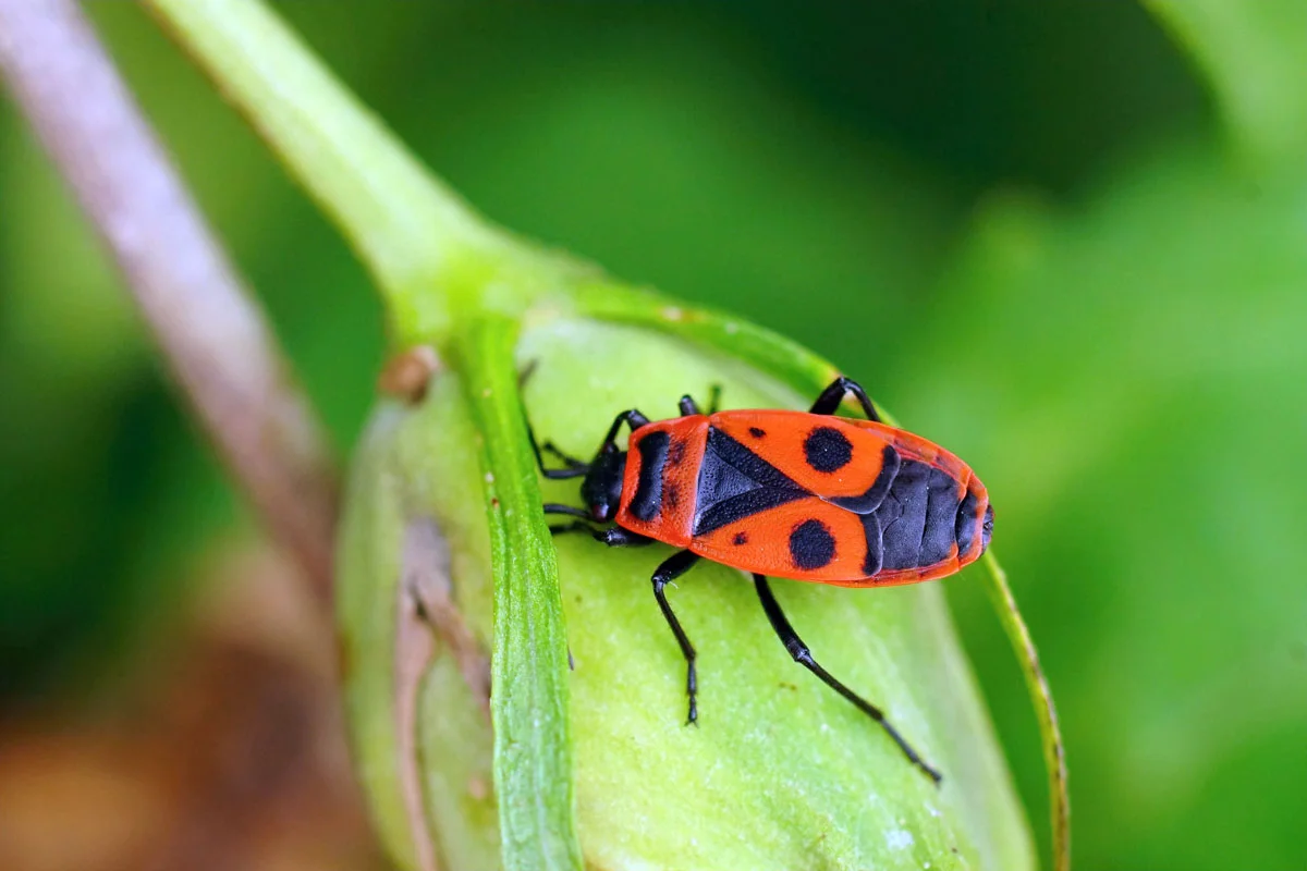 N'ayez plus peur des gendarmes ! Leur prolifération est bénéfique pour votre jardin