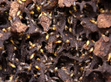 Alerte aux termite ! Comment reconnaître leur présence et agir pour protéger votre maison ?