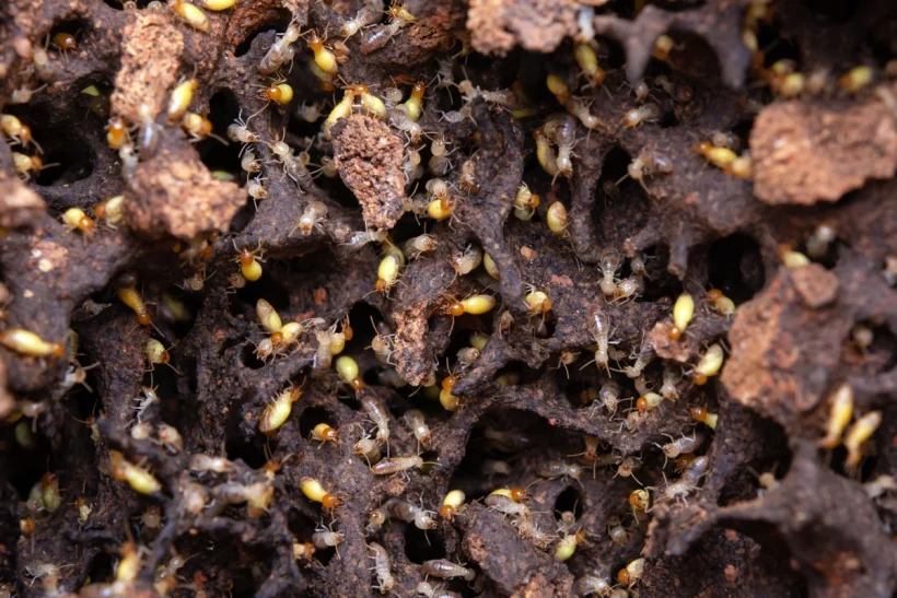 Alerte aux termite ! Comment reconnaître leur présence et agir pour protéger votre maison ?
