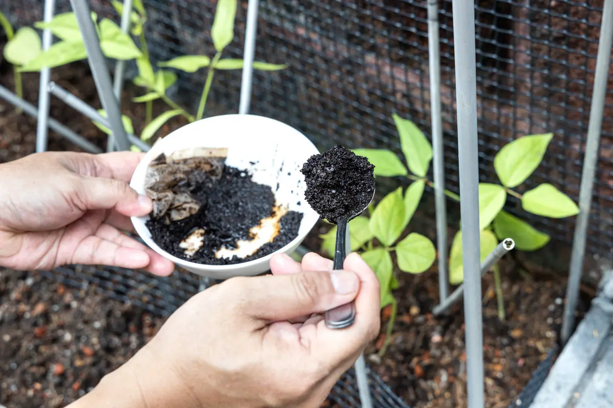 Marc de Café : découvrez 5 utilisations dans votre potager cet hiver