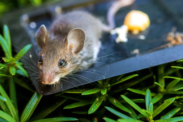 Éliminer les souris et rats : quels sont les meilleurs produits et marques ?