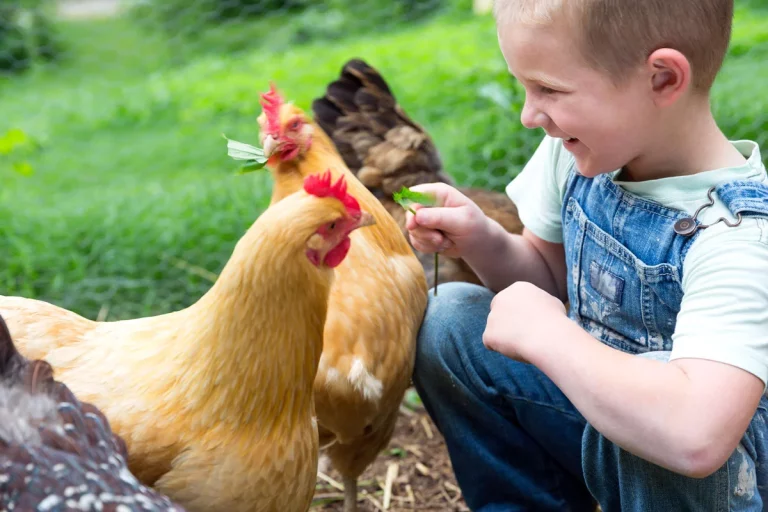 Pour moins de 5€ cet hiver nourrissez vos poules avec ces recettes