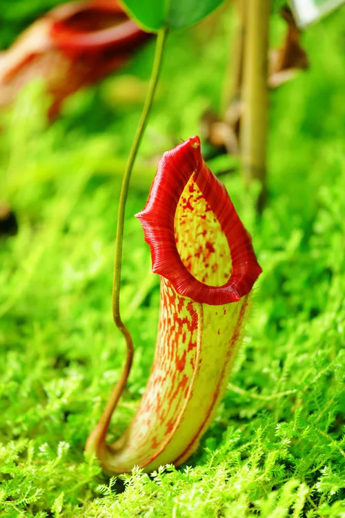 La sarracénie pourpre : la plante insectivore à planter au jardin