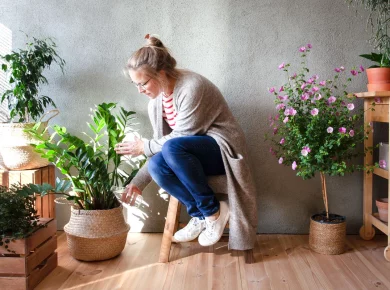 Protégez vos plantes d'Intérieur en hiver : découvrez nos 7 conseils pratiques
