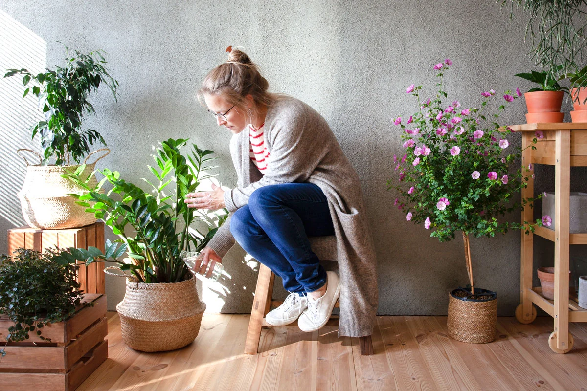 Protégez vos plantes d'Intérieur en hiver : découvrez nos 7 conseils pratiques