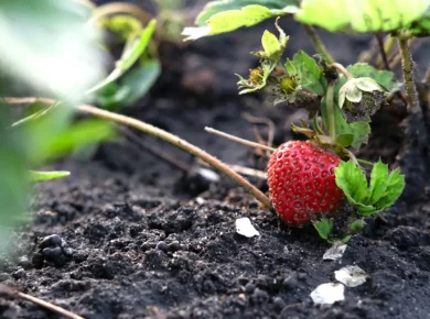 Il est encore temps de planter vos fraises mi-novembre : voici comment faire