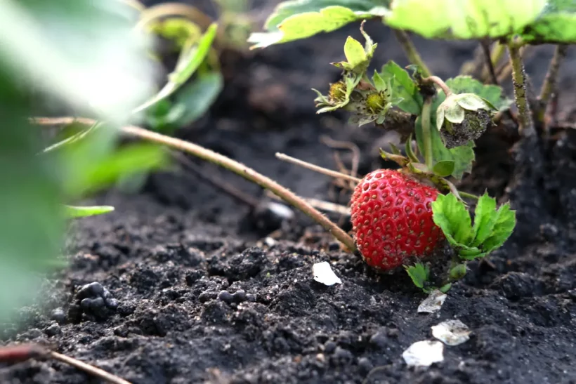 Il est encore temps de planter vos fraises mi-novembre : voici comment faire