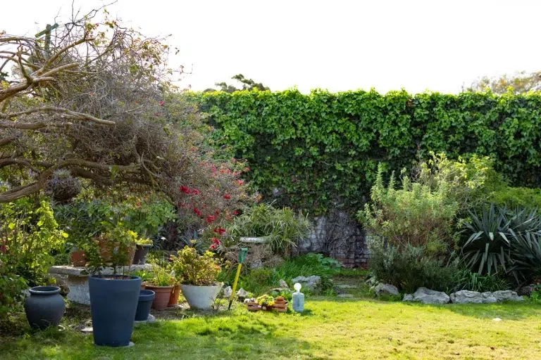 Haies occultantes : les arbustes à planter pour vous préserver du regard de vos voisins