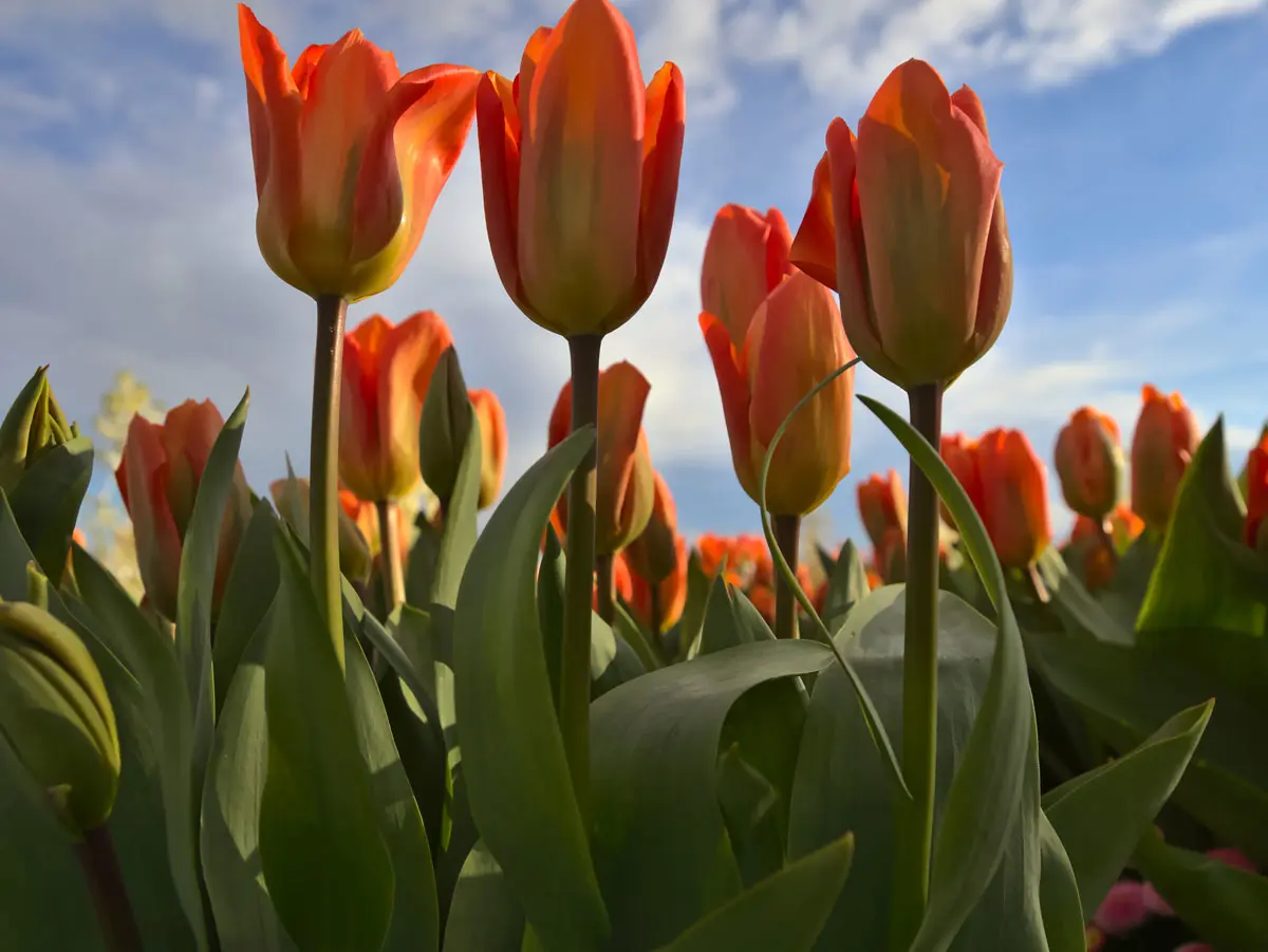 planter tulipe en novembre