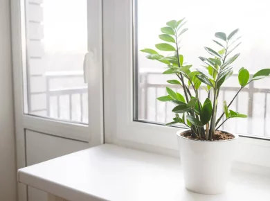 4 plantes d'intérieur idéales pour l'hiver, même avec peu de lumière