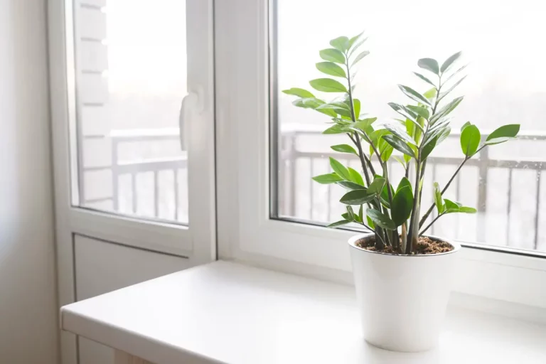 4 plantes d'intérieur idéales pour l'hiver, même avec peu de lumière