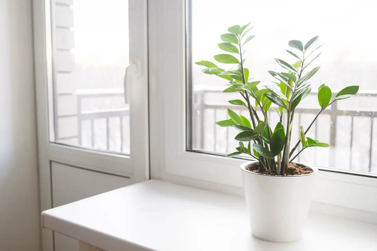 4 plantes d'intérieur idéales pour l'hiver, même avec peu de lumière