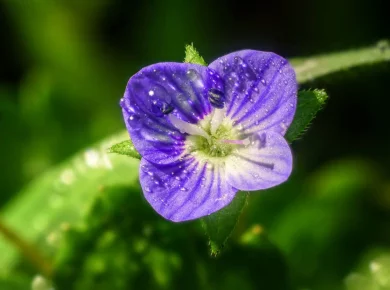 Découvrez 7 fleurs à semer avant novembre pour mettre de la couleur dans votre jardin