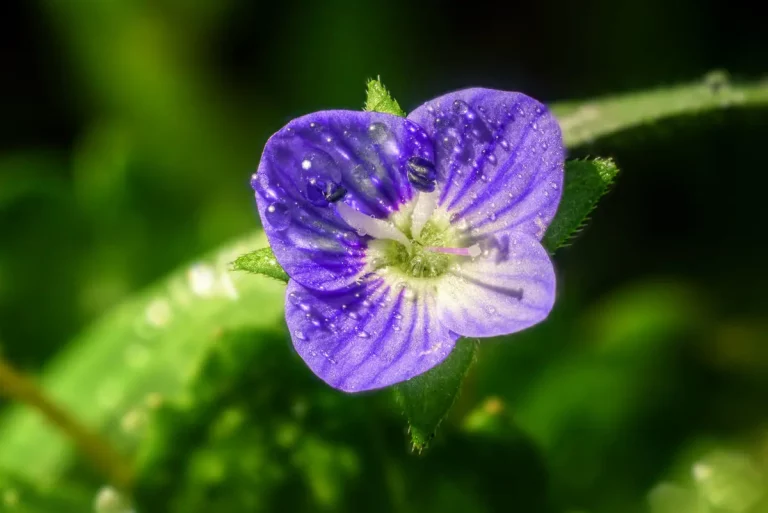 Découvrez 7 fleurs à semer avant novembre pour mettre de la couleur dans votre jardin