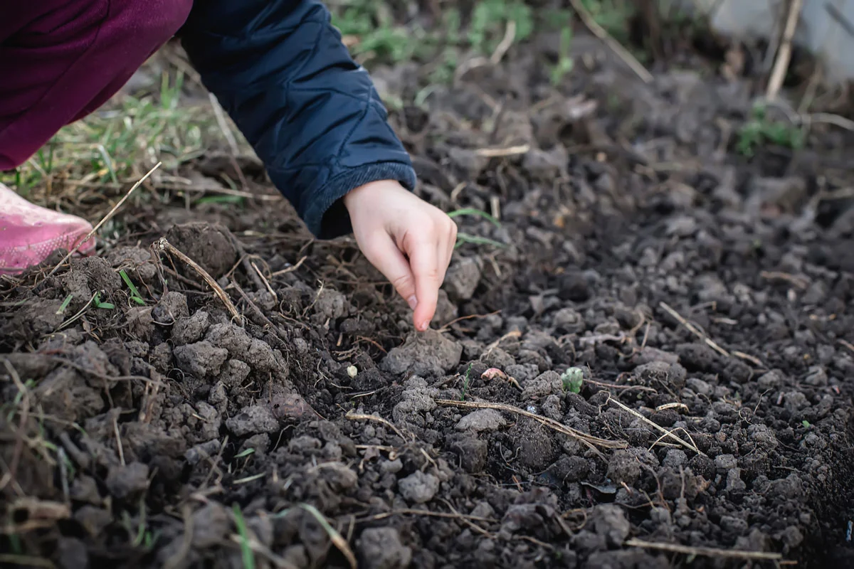 Préparation hivernale de votre potager : voici les étapes à ne pas négliger