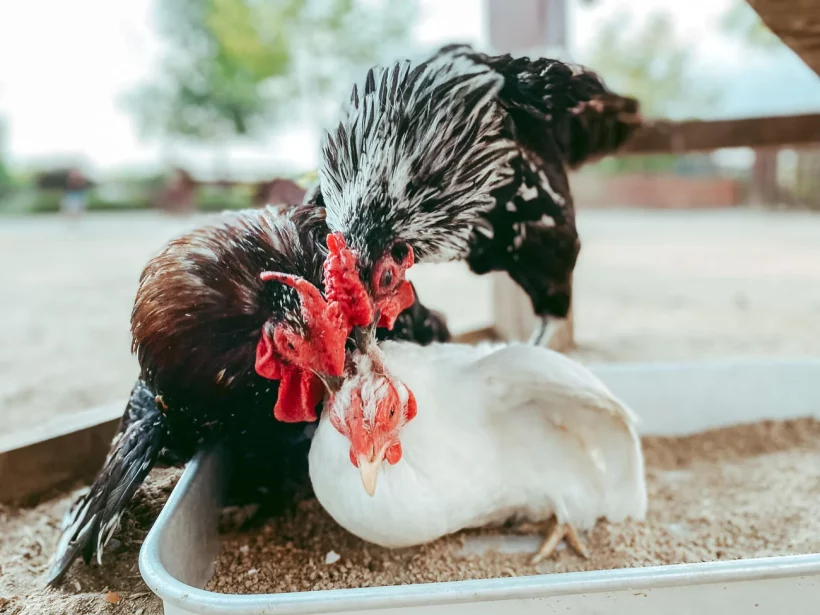 L'hiver arrive : découvrez comment adapter l'alimentation de vos poules