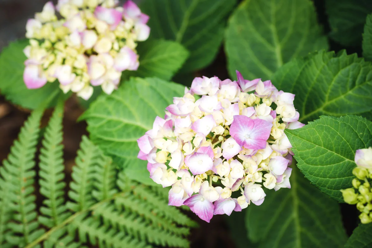 7 conseils pour préparer vos hortensias pour l'hiver au jardin