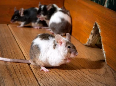 Découvrez les 9 signes infaillibles de la présence de souris chez vous