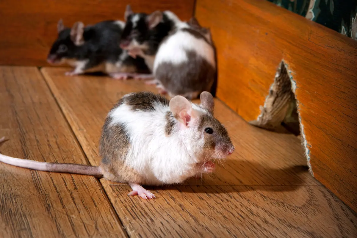 Découvrez les 9 signes infaillibles de la présence de souris chez vous