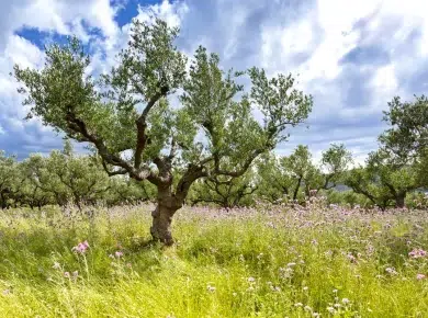 Conseil achat : quel est le prix moyen d'un olivier pour votre jardin ?