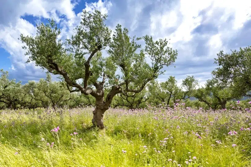 Conseil achat : quel est le prix moyen d'un olivier pour votre jardin ?