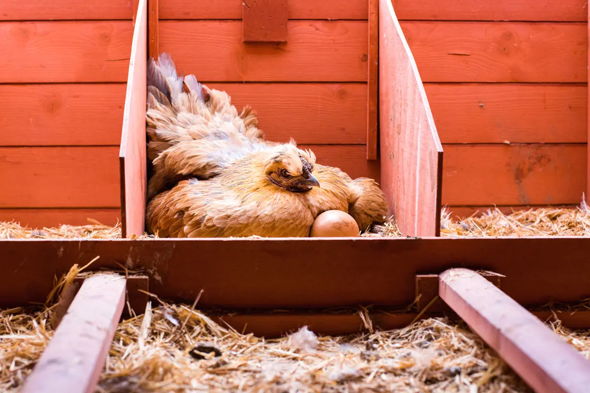 Découvrez les meilleures races de poules pour une ponte abondante en hiver