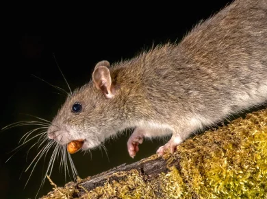 Les rats sont de retour : les astuces efficaces pour les éliminer définitivement
