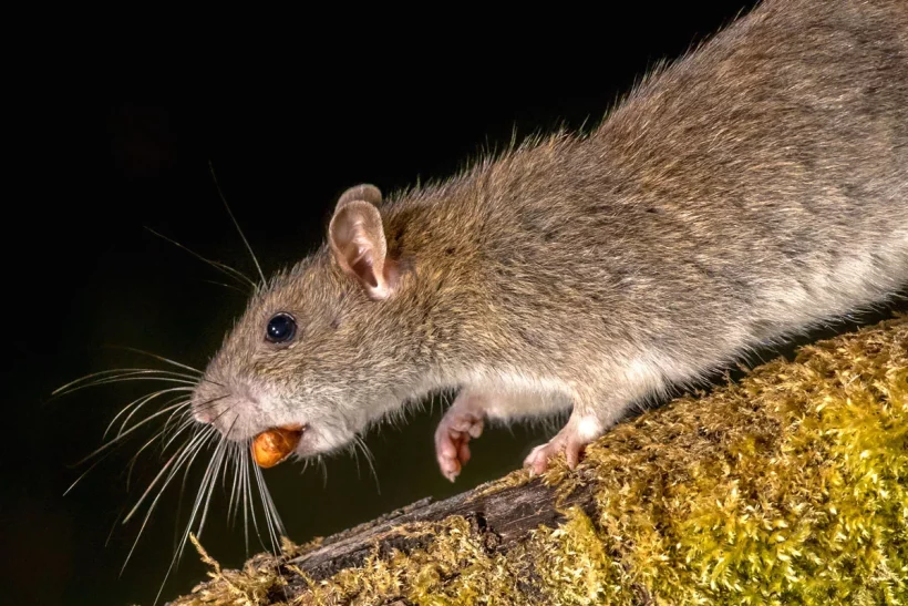 Les rats sont de retour : les astuces efficaces pour les éliminer définitivement