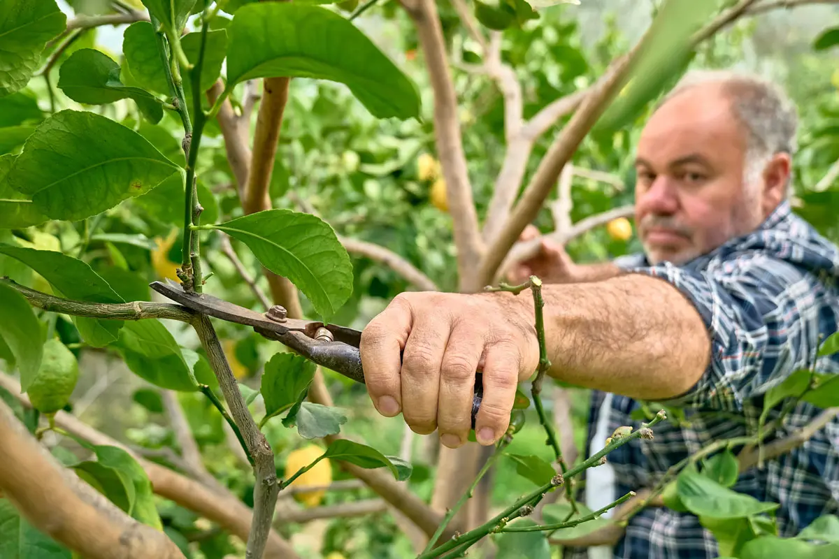 Découvrez les gestes clés pour une taille réussie de vos arbres en novembre