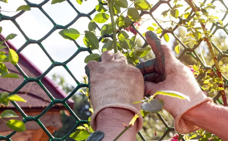 Comment assurer un entretien parfait de vos rosiers en hiver ?